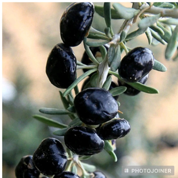 خرید نهال گوجی بری سیاه درشت شیرین مقاوم به کم ابی و سرما