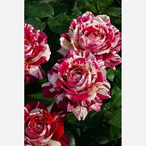 خرید نهال رز جولیو گل درشت با گلهای بزرگ و زیبا مقاوم به کم ابی و گرما