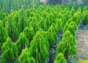 خرید نهال سرو شیراز زیبا مقاوم به کم ابی و گرما