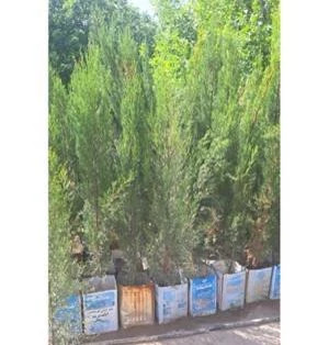 خرید نهال سرو شیراز زیبا مقاوم به کم ابی و گرما