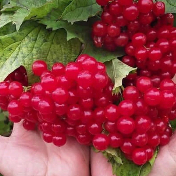 خرید نهال انگور کارنت خوشه ای درشت شیرین اب دار بسیار اقتصادی مقاوم به کم ابی و سرما