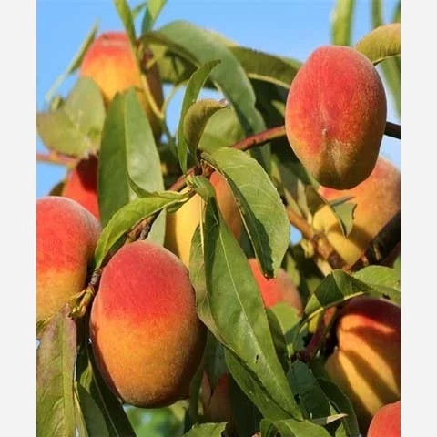 خرید نهال هلو جوادی درشت شیرین اب دار بسیار اقتصادی مقاوم به کم ابی و سرما