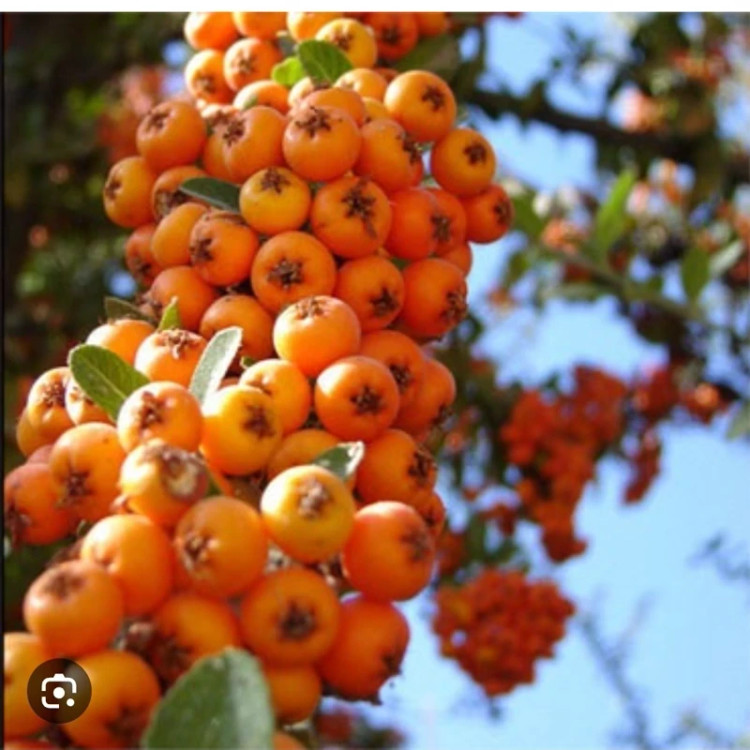 خرید نهال زالزالک زرد پیوندی شیرین اب دار بسیار اقتصادی مقاوم به کم ابی و سرما