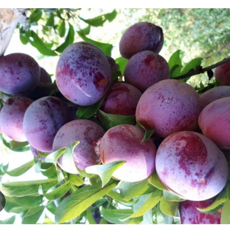خرید نهال آلو پفکی کالیفرنیا درشت شیرین اب دار بسیار اقتصادی مقاوم به کم ابی و سرما
