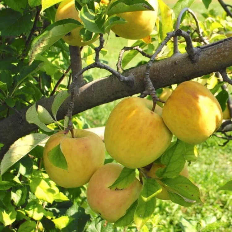 خرید نهال سیب گلدن چیف درشت شیرین اب دار بسیار اقتصادی مقاوم به کم ابی و سرما