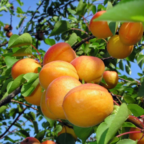 خرید نهال زردآلو عسگر آباد پیوندی دیرگل درشت شیرین اب دار بسیار اقتصادی مقاوم به کم ابی و سرما