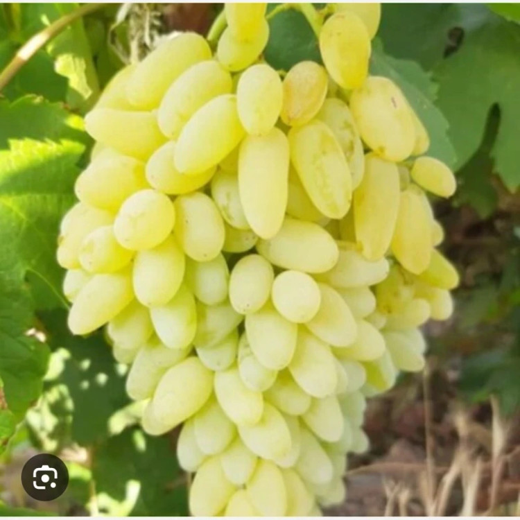خرید نهال انگور پیکامی درشت شیرین اب دار بسیار اقتصادی مقاوم به کم ابی و سرما