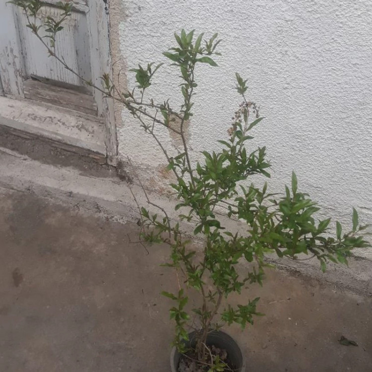 خرید نهال انار بدون دانه ژله ای درشت شیرین اب دار بسیار اقتصادی مقاوم به کم ابی و سرما