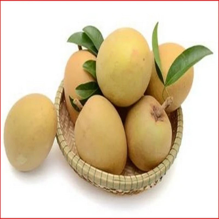 خرید نهال خرمالو سبز درشت شیرین اب دار بسیار اقتصادی مقاوم به کم ابی و سرما