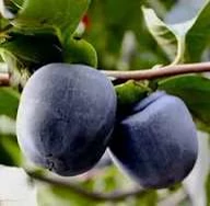 خرید نهال خرمالو سیاه درشت شیرین اب دار بسیار اقتصادی مقاوم به کم ابی و سرما