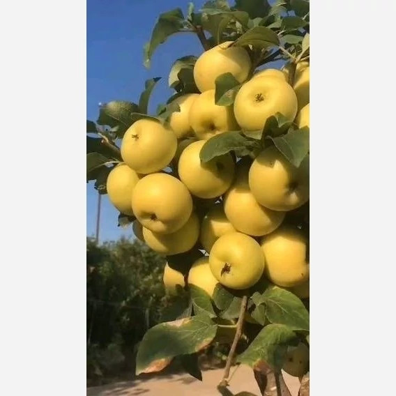 خرید نهال سیب زرد فرانسه درشت شیرین اب دار بسیار اقتصادی مقاوم به کم ابی و سرما