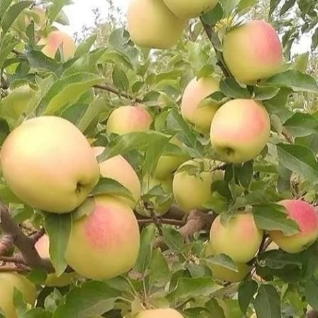 خرید نهال سیب زرد فرانسه درشت شیرین اب دار بسیار اقتصادی مقاوم به کم ابی و سرما