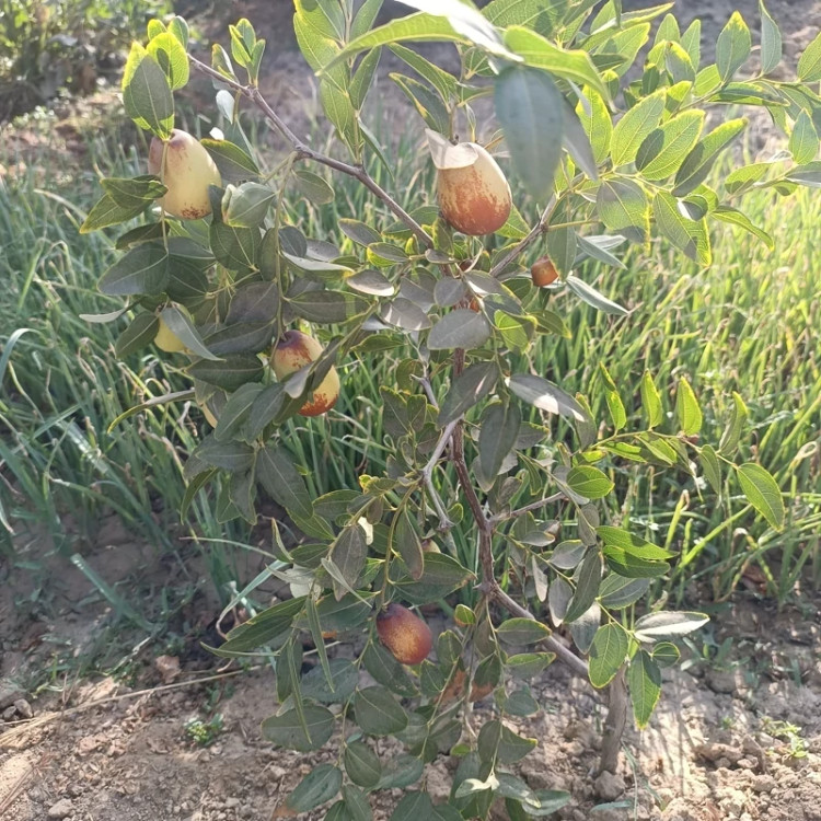 خرید نهال عناب پیوندی(عناب اوکراینی) درشت شیرین اب دار بسیار اقتصادی مقاوم به کم ابی و سرما