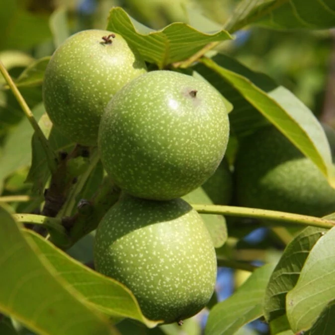 خرید نهال گردو فرنور دیرگل درشت بسیار اقتصادی مقاوم به کم ابی و سرما