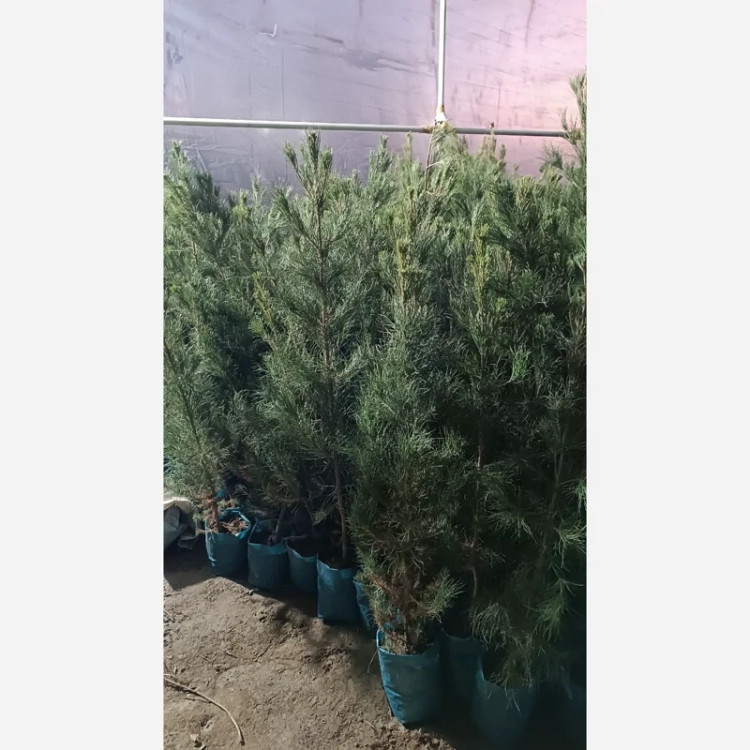 خرید نهال کاج دوبر یا کاج مشهد نایلکسی مقاوم به کم ابی و گرما