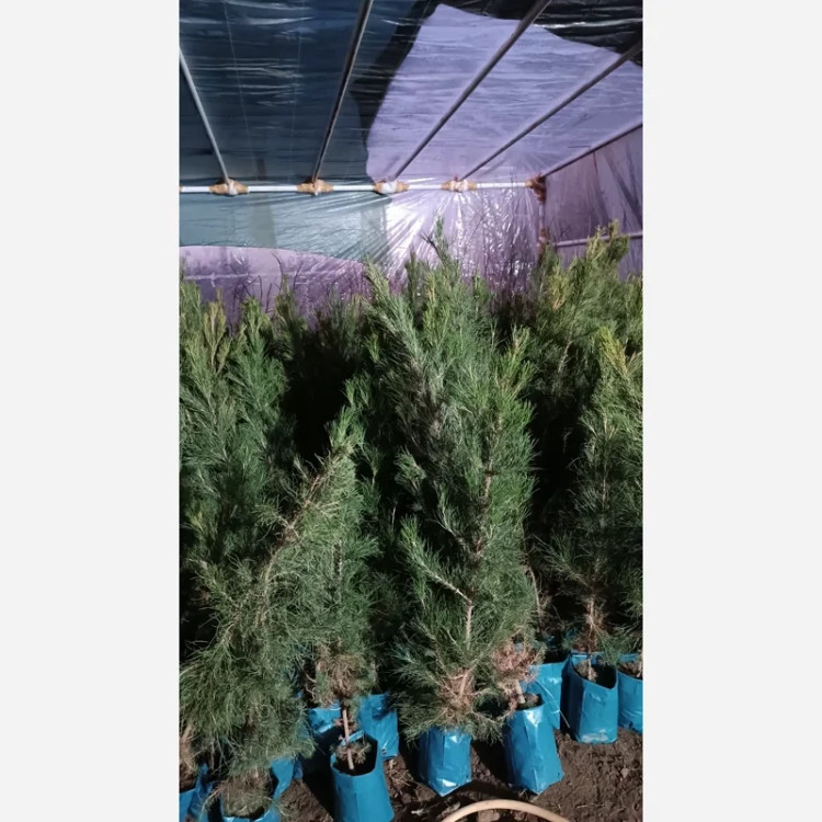 خرید نهال کاج دوبر یا کاج مشهد نایلکسی مقاوم به کم ابی و گرما
