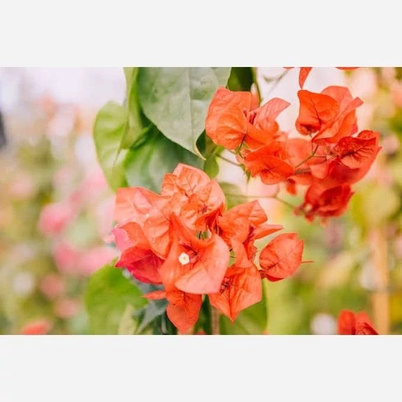 خرید نهال گل کاغذی با گلهای بزرگ و زیبا مقاوم به کم ابی و گرما