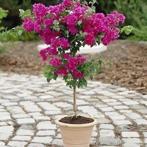 خرید نهال گل کاغذی با گلهای بزرگ و زیبا مقاوم به کم ابی و گرما