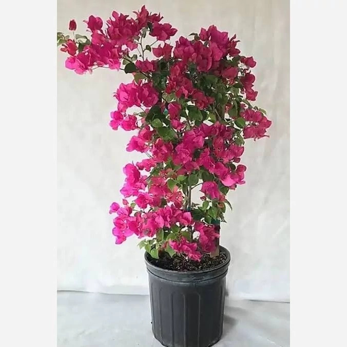 خرید نهال گل کاغذی با گلهای بزرگ و زیبا مقاوم به کم ابی و گرما