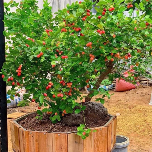 خرید نهال آلو گرمسیری پر بار مقاوم به کم ابی و گرما