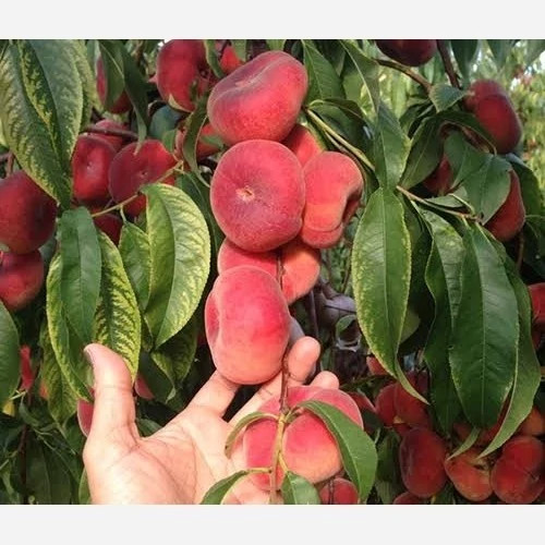 خرید نهال هلو انجیری اناناسی شیرین آب دار بسیار اقتصادی مقاوم به کم ابی و سرما