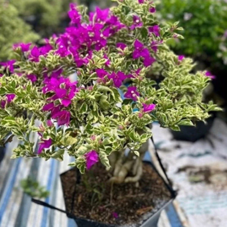 خرید نهال گل کاغذی ابلق با گلهای بزرگ و زیبا مقاوم به کم ابی و گرما