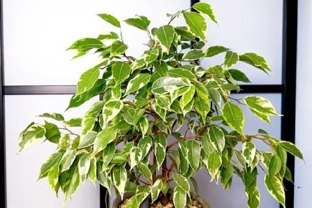 خرید نهال گل بنجامین زیبا مقاوم به کم ابی و سرما