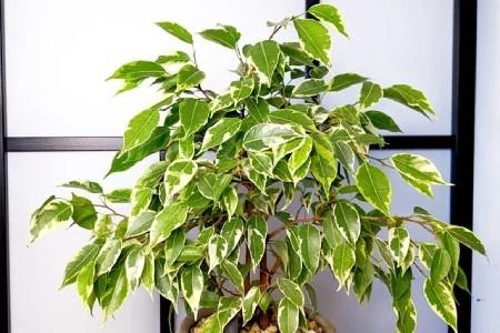 خرید نهال گل بنجامین زیبا مقاوم به کم ابی و سرما