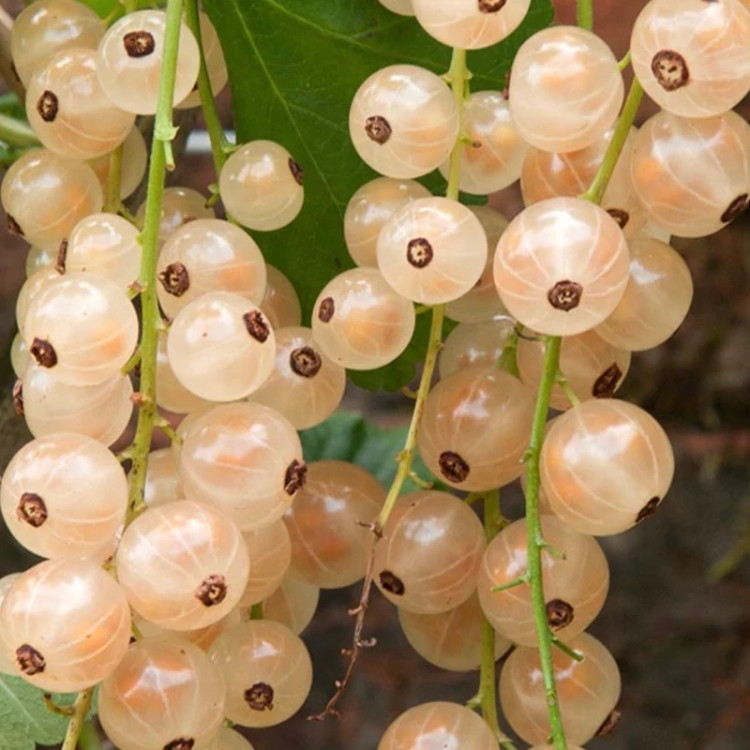 خرید نهال انگور نروژی درختی سفید درشت اب دار بسیار اقتصادی مقاوم به کم ابی و سرما