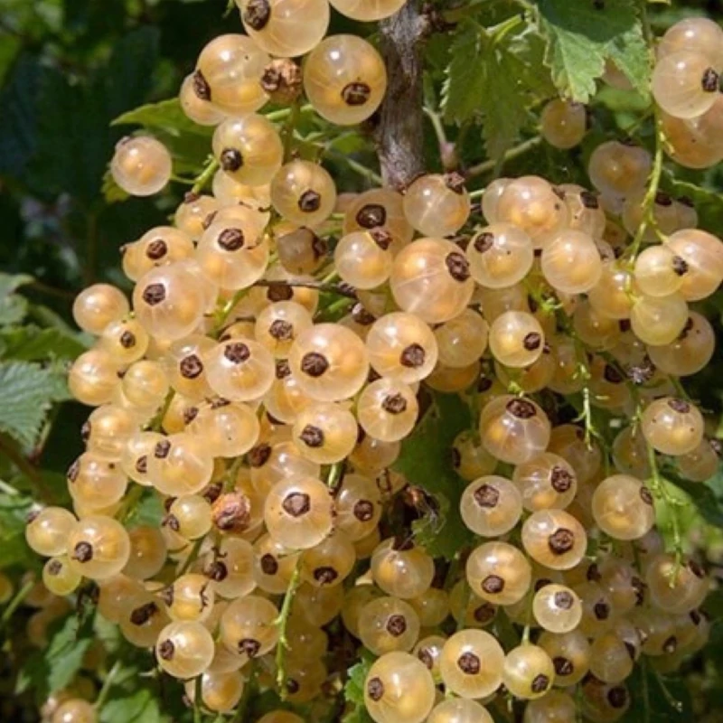 خرید نهال انگور نروژی درختی سفید درشت اب دار بسیار اقتصادی مقاوم به کم ابی و سرما