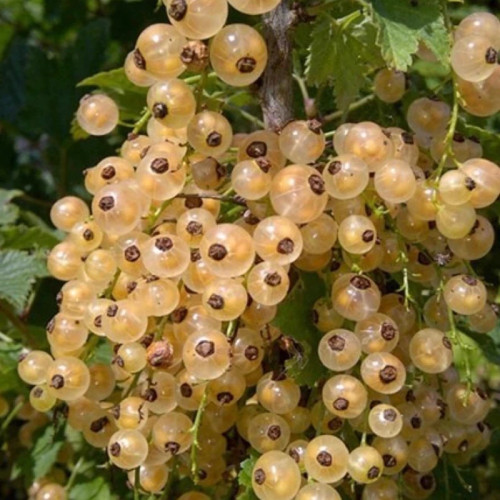 خرید نهال انگور نروژی درختی سفید درشت اب دار بسیار اقتصادی مقاوم به کم ابی و سرما