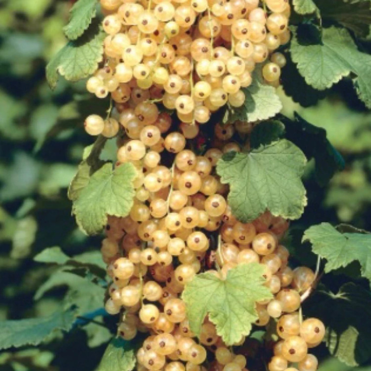 خرید نهال انگور نروژی درختی سفید درشت اب دار بسیار اقتصادی مقاوم به کم ابی و سرما