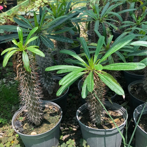 خرید نهال نخل ماداگاسکار زیبا مقاوم به کم ابی و سرما