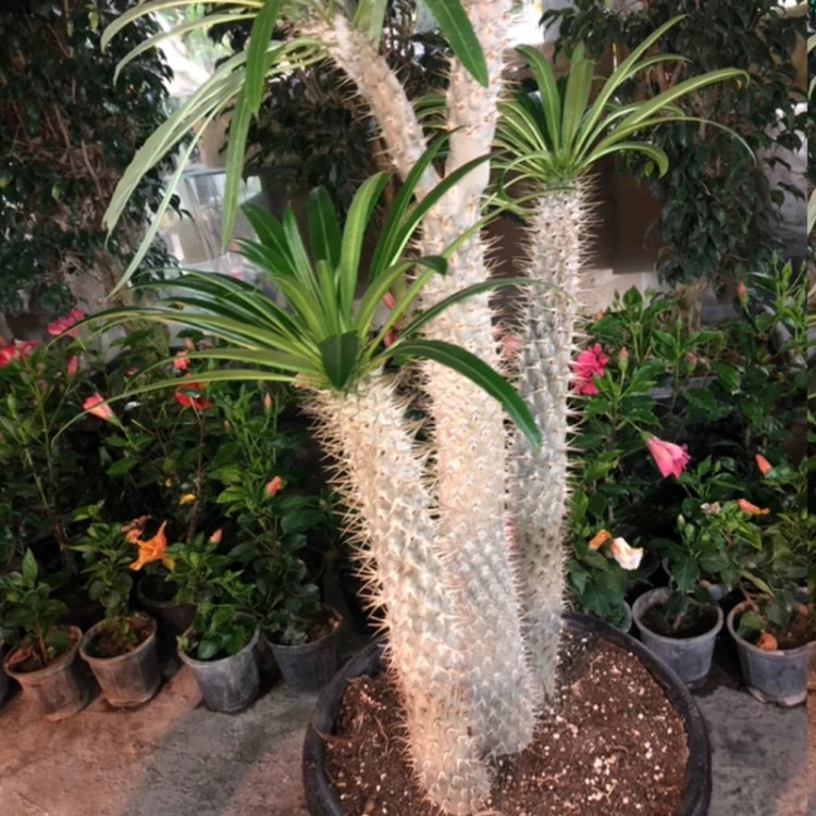 خرید نهال نخل ماداگاسکار زیبا مقاوم به کم ابی و سرما