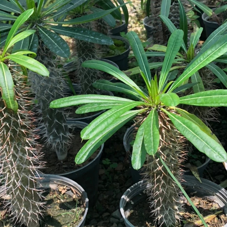 خرید نهال نخل ماداگاسکار زیبا مقاوم به کم ابی و سرما