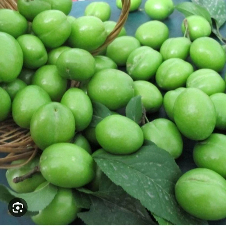 خرید نهال گوجه سبز سردرودی شیرین اب دار بسیار اقتصادی مقاوم به کم ابی و سرما