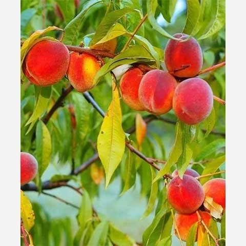 خرید نهال پک 10 تایی نهال میوه ویژه عید نوروز اب دار شیرین بسیار اقتصادی مقاوم به کم ابی و سرما