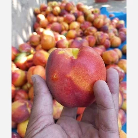 خرید نهال پک 10 تایی نهال میوه ویژه عید نوروز اب دار شیرین بسیار اقتصادی مقاوم به کم ابی و سرما