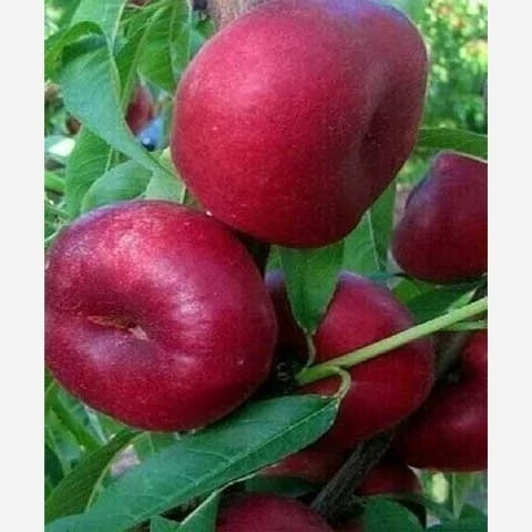 خرید نهال پک 10 تایی نهال میوه ویژه عید نوروز اب دار شیرین بسیار اقتصادی مقاوم به کم ابی و سرما