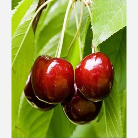 خرید نهال پک 10 تایی نهال میوه ویژه عید نوروز اب دار شیرین بسیار اقتصادی مقاوم به کم ابی و سرما