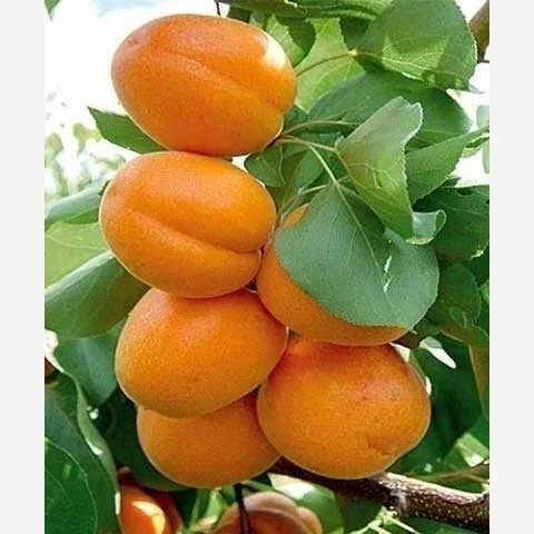 خرید نهال پک 10 تایی نهال میوه ویژه عید نوروز اب دار شیرین بسیار اقتصادی مقاوم به کم ابی و سرما