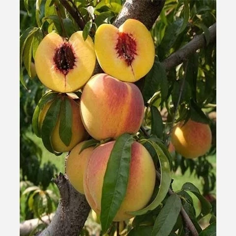 خرید نهال پک 10 تایی نهال میوه ویژه عید نوروز اب دار شیرین بسیار اقتصادی مقاوم به کم ابی و سرما