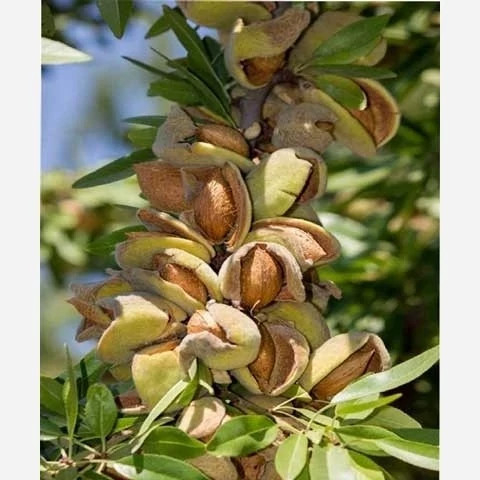 خرید نهال پک 10 تایی نهال میوه ویژه عید نوروز اب دار شیرین بسیار اقتصادی مقاوم به کم ابی و سرما