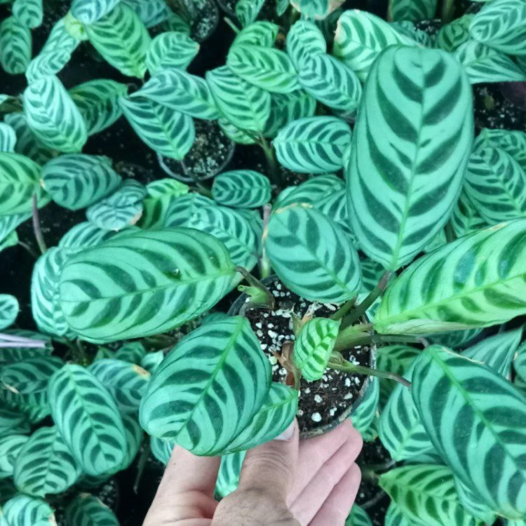 خرید نهال بوته کالاته زیبا بسیار اقتصادی مقاوم به کم ابی و گرما