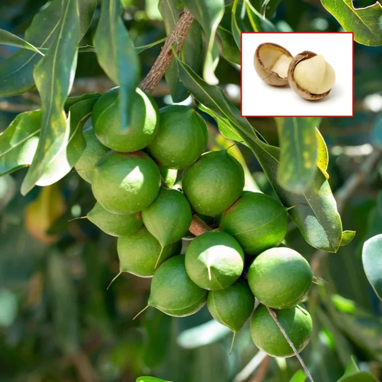 خرید نهال فندق ماکادمیا درشت بسیار اقتصادی مقاوم به کم ابی و سرما