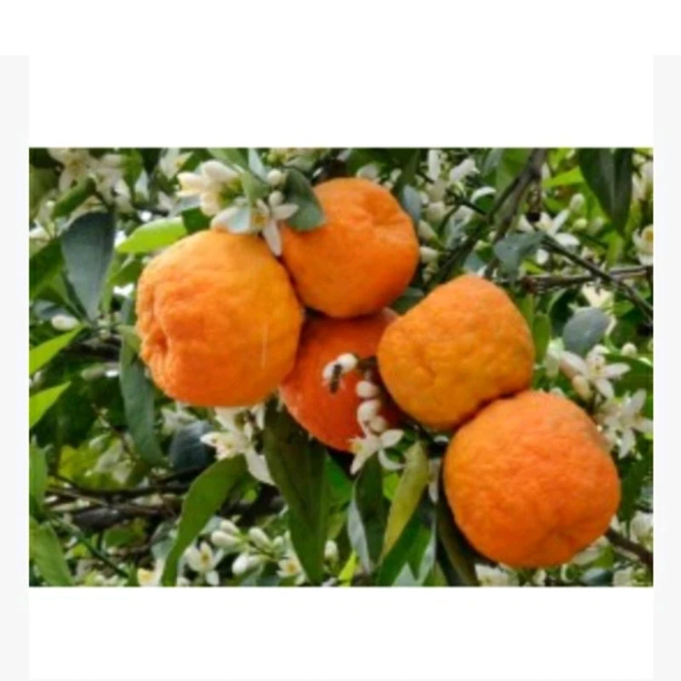 خرید نهال نارنج شیرین چینید درشت شیرین اب دار بسیار اقتصادی مقاوم به کم ابی و سرما