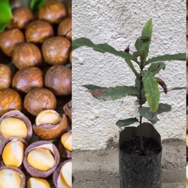 خرید نهال فندق استرالیایی درشت بسیار اقتصادی مقاوم به کم ابی و سرما