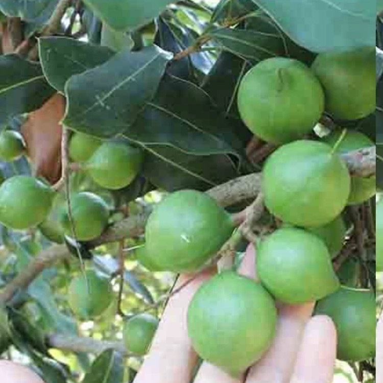 خرید نهال فندق استرالیایی درشت بسیار اقتصادی مقاوم به کم ابی و سرما