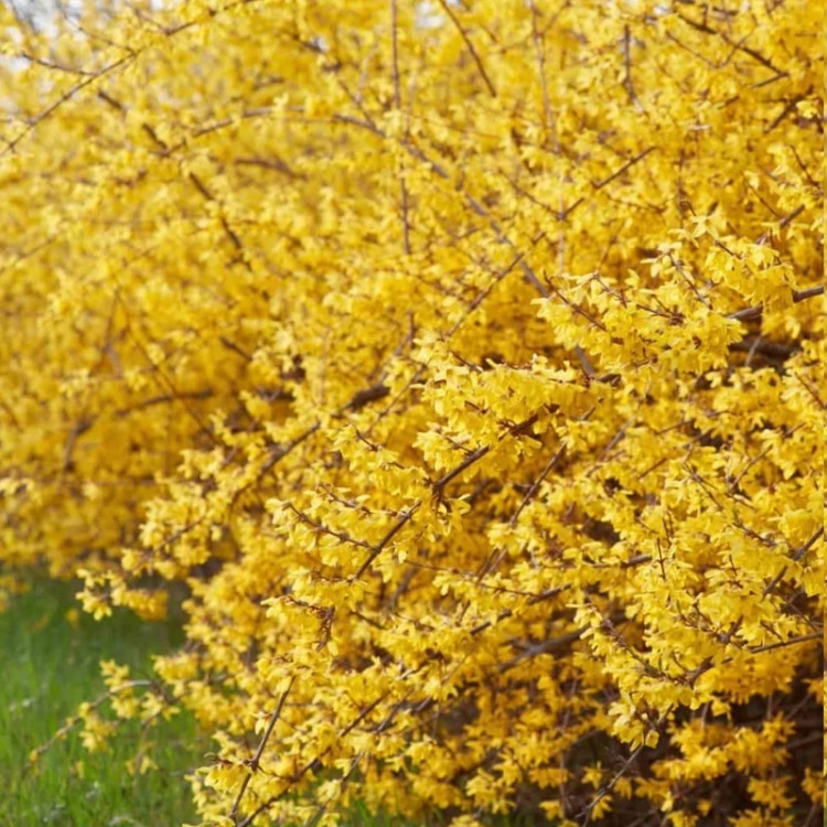 خرید نهال یاس زرد زمستانه زیبا مقاوم به کم ابی و گرما