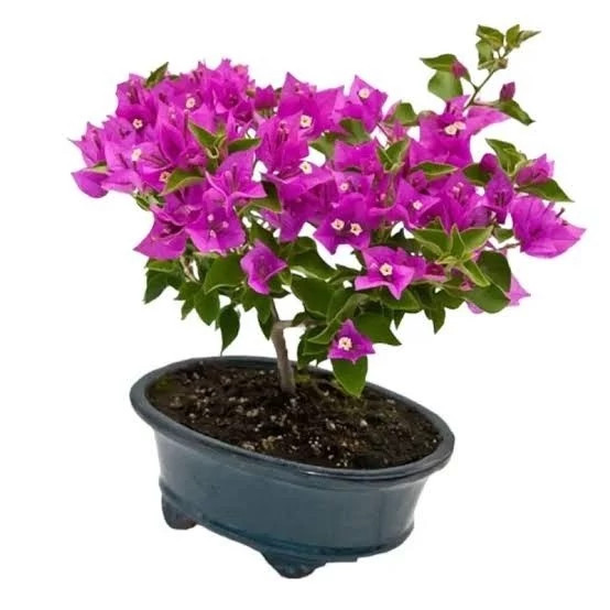 خرید نهال گل کاغذی رنگی گلهای بزرگ و زیبا مقاوم به کم ابی و گرما